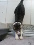 MYA