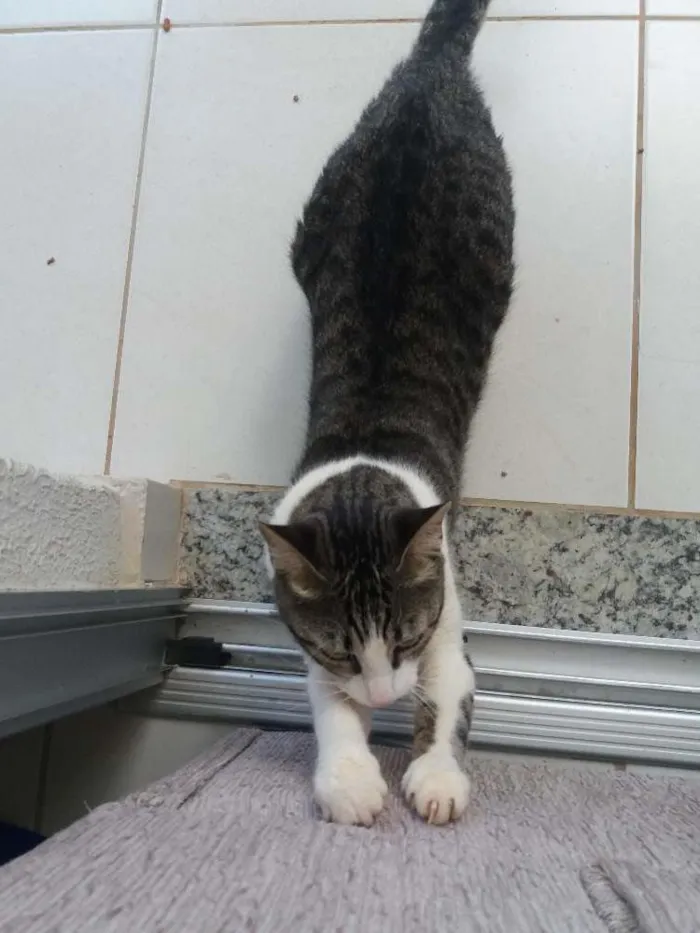 Gato ra a Sem raça definida idade 1 ano nome MYA