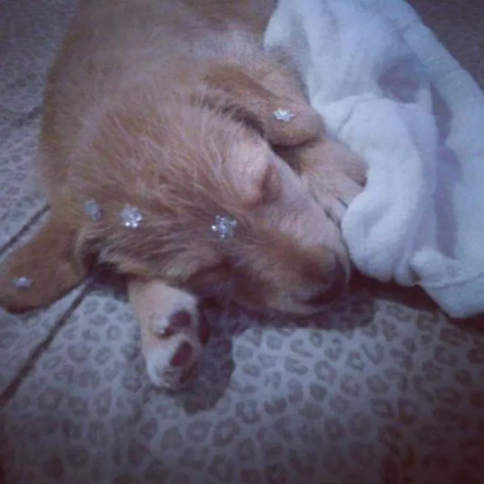 Cachorro ra a Vira Lata idade Abaixo de 2 meses nome Nina