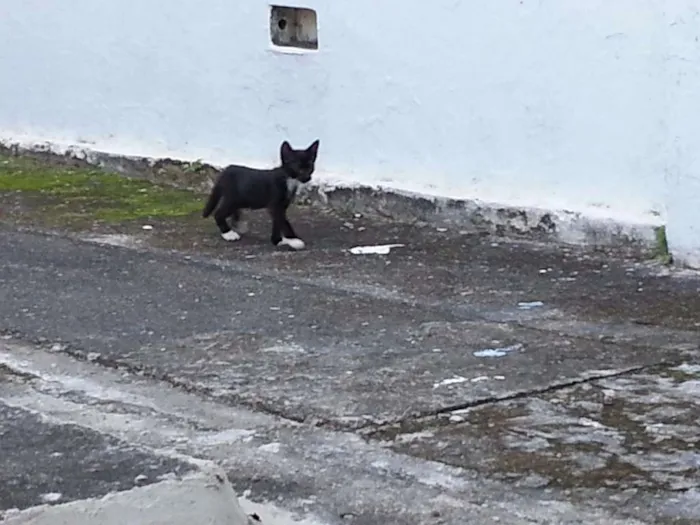 Gato ra a SRD idade Abaixo de 2 meses nome Pretinhos