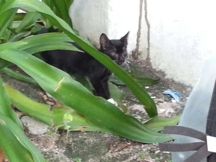 Gato ra a SRD idade Abaixo de 2 meses nome Pretinhos