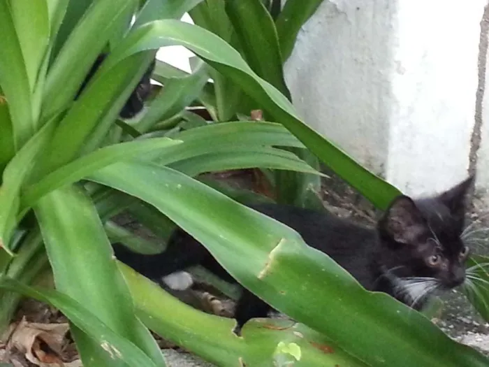 Gato ra a SRD idade Abaixo de 2 meses nome Pretinhos