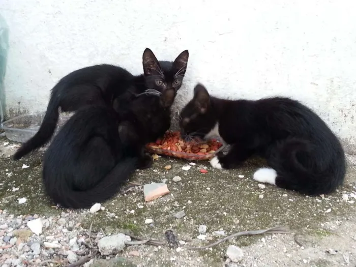 Gato ra a SRD idade Abaixo de 2 meses nome Pretinhos