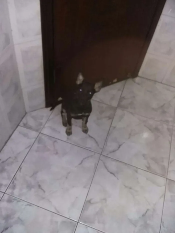 Cachorro ra a Mestiça  idade 2 a 6 meses nome Maju