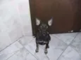 Maju