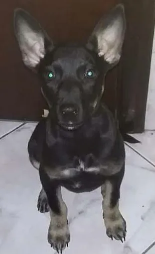 Cachorro ra a Mestiça  idade 2 a 6 meses nome Maju
