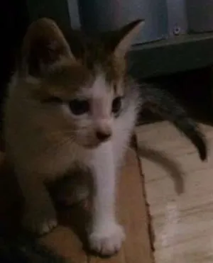 Gato raça  idade Abaixo de 2 meses nome Sem nome