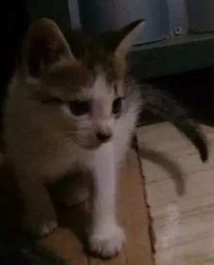 Gato ra a  idade Abaixo de 2 meses nome Sem nome