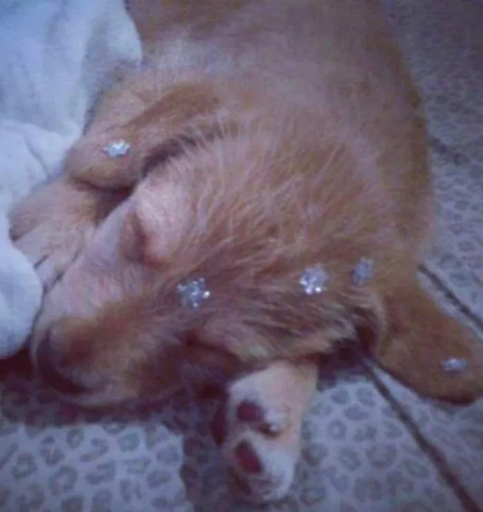 Cachorro ra a Vira Lata idade Abaixo de 2 meses nome Nina
