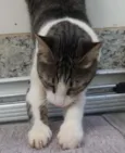 MYA