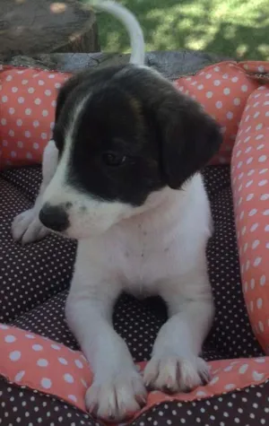 Cachorro raça SRD idade 2 a 6 meses nome Maria