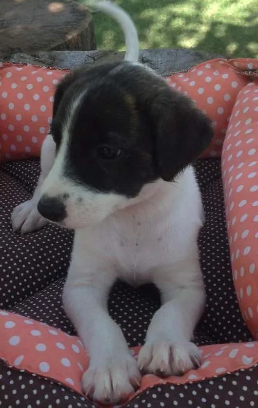 Cachorro ra a SRD idade 2 a 6 meses nome Maria