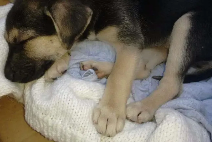 Cachorro ra a SRD idade Abaixo de 2 meses nome Atena 