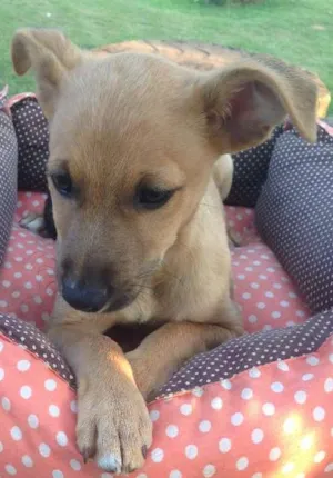 Cachorro raça SRD idade 2 a 6 meses nome Caramelo