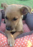 Caramelo