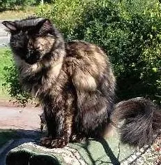 Gato raça angora turco idade 2 anos nome windy