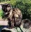 Gato raça angora turco idade 2 anos nome windy