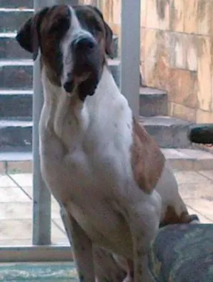 Cachorro raça Fila idade 5 anos nome Nico