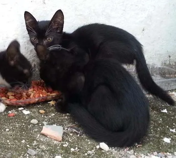 Gato ra a SRD idade Abaixo de 2 meses nome Pretinhos