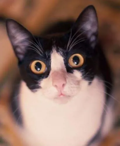 Gato ra a srd idade 1 ano nome Petizinha