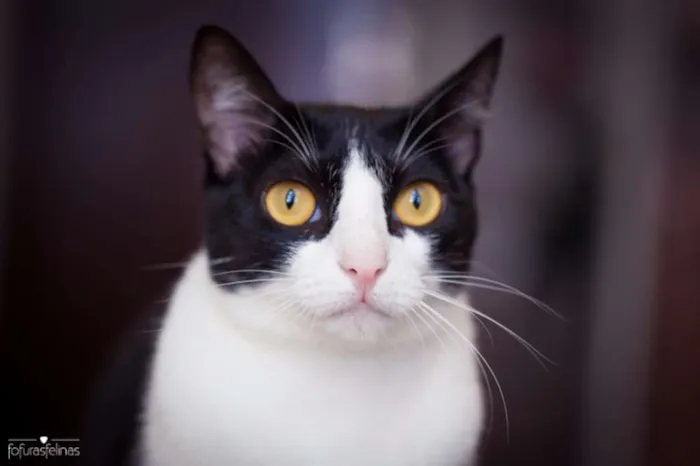 Gato ra a srd idade 1 ano nome Petizinha