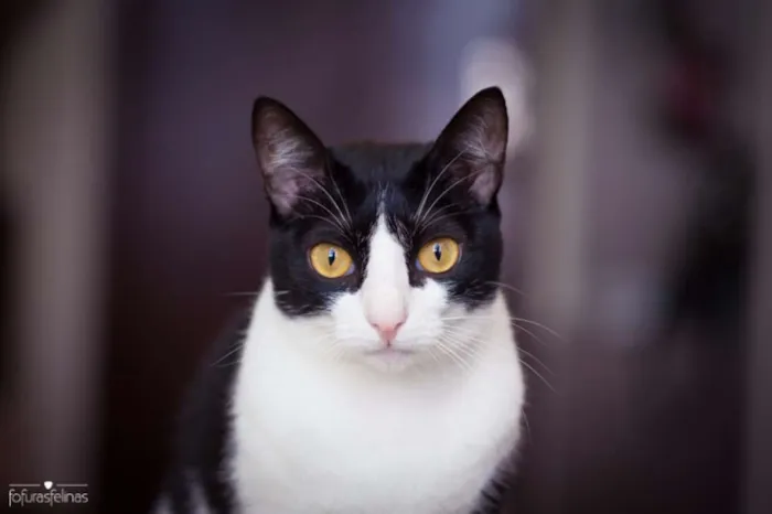Gato ra a srd idade 1 ano nome Petizinha