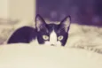 Petibanquinho