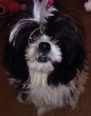 Cachorro raça Shih tzu  idade  nome Minie 