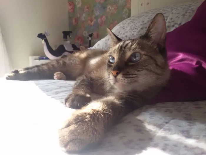 Gato ra a SRD idade 2 anos nome Amiga