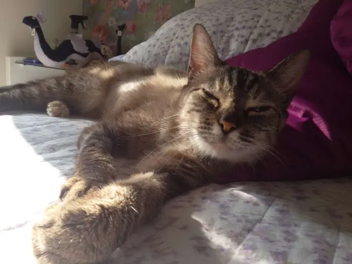 Gato ra a SRD idade 2 anos nome Amiga