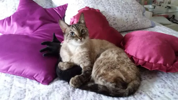 Gato ra a SRD idade 2 anos nome Amiga