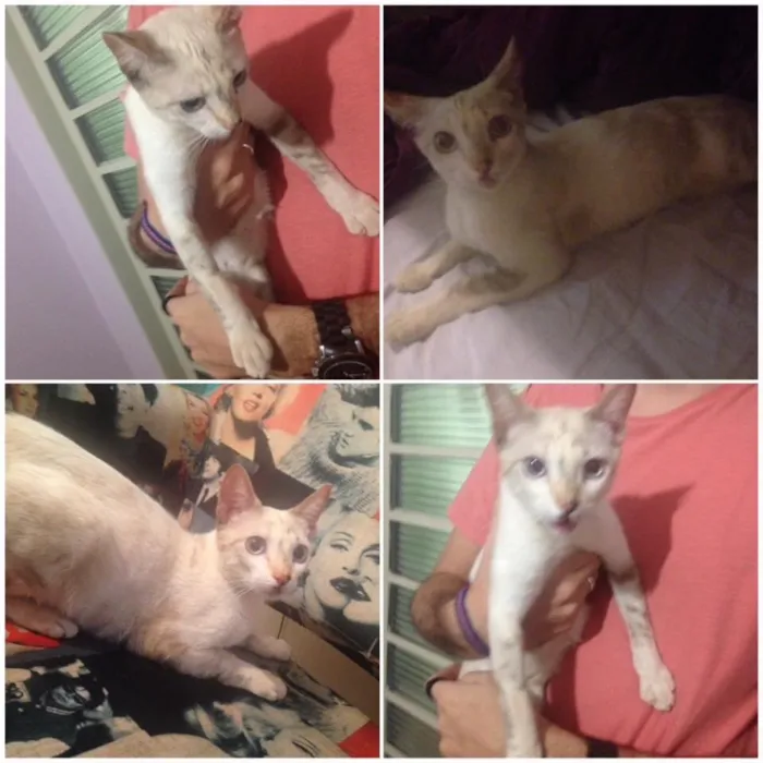 Gato ra a Vira-lata  idade 2 a 6 meses nome Mimi