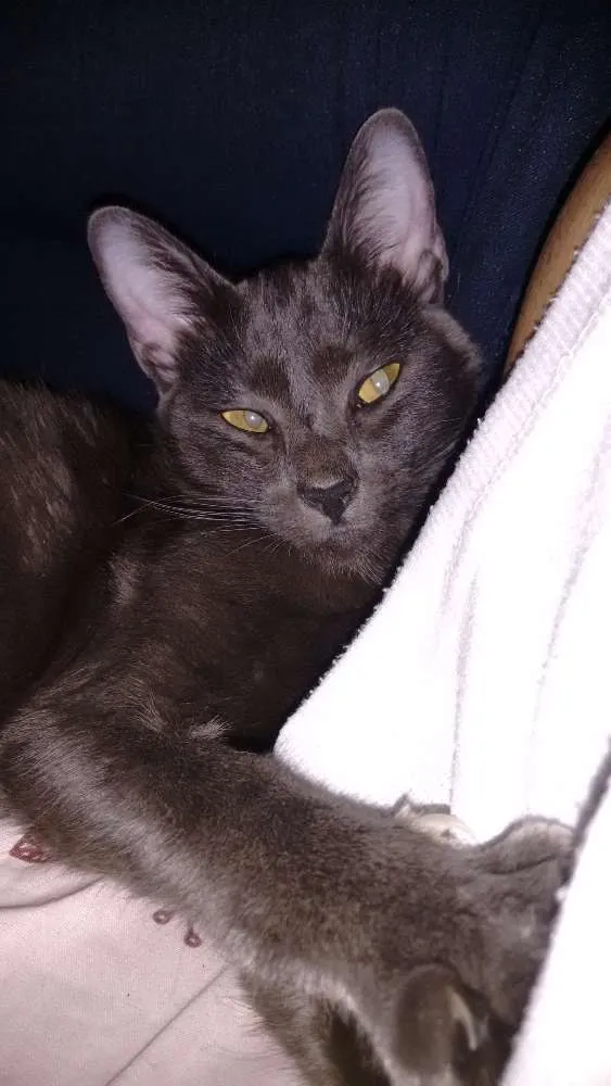 Gato ra a Não sei idade 7 a 11 meses nome Mia e graxinha