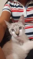 Mia e graxinha