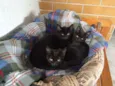 Gatinhos pretos
