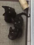 Gatinhos pretos