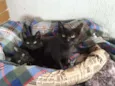 Gatinhos pretos