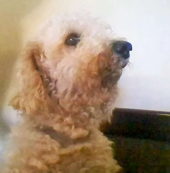 Cachorro ra a Poodle idade 6 ou mais anos nome floquinho