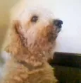 floquinho