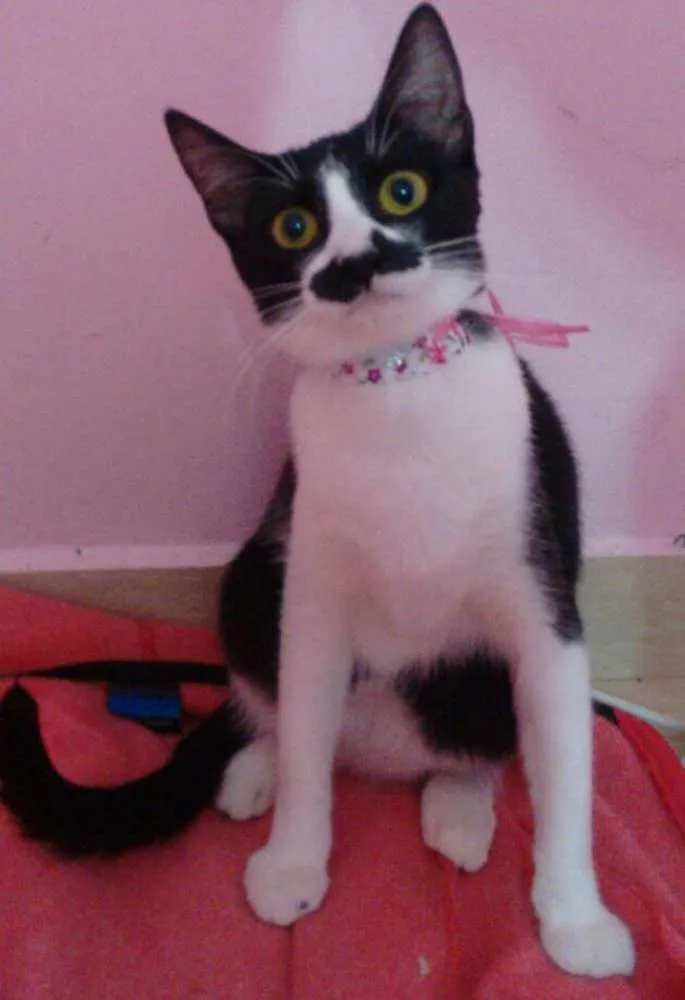 Gato ra a  idade 2 a 6 meses nome Gatinhas