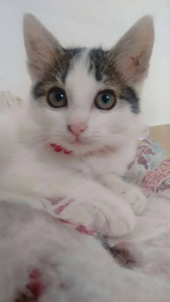 Gato ra a  idade 2 a 6 meses nome Gatinhas