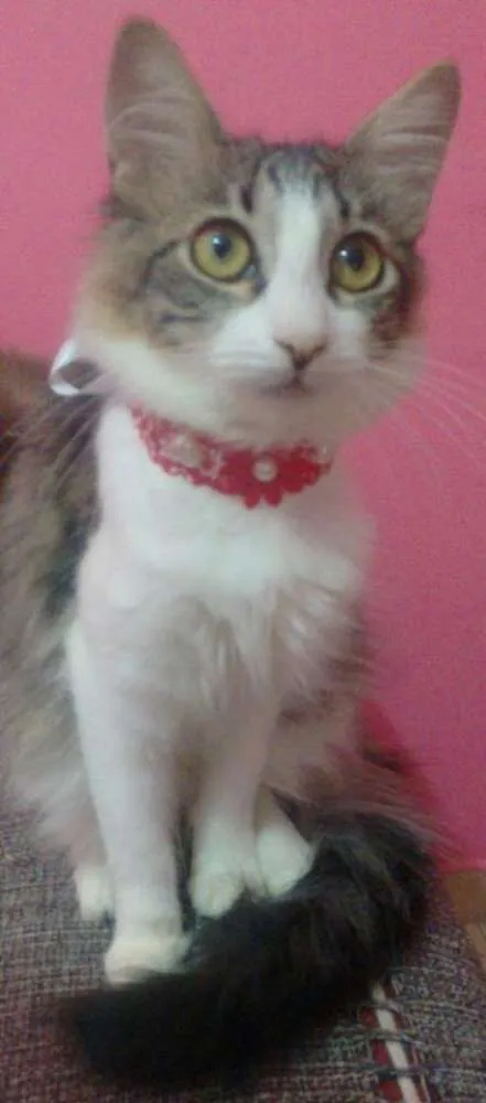 Gato ra a  idade 2 a 6 meses nome Gatinhas