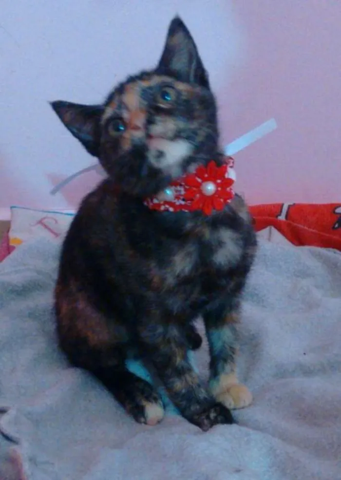 Gato ra a  idade 2 a 6 meses nome Gatinhas