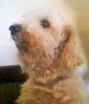 Cachorro raça Poodle idade 6 ou mais anos nome floquinho