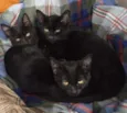 Gatinhos pretos