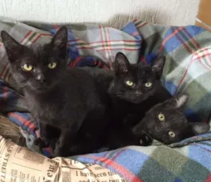 Gato raça Felina idade 2 a 6 meses nome Gatinhos pretos