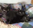 Gatinhos pretos