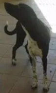 Zeca