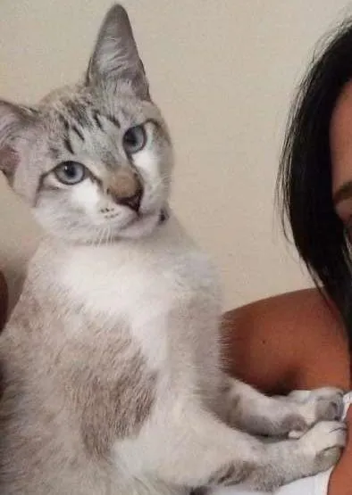 Gato ra a  idade 7 a 11 meses nome Saimon