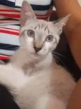 Mia e graxinha